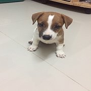 แจ็ครัสเซลแท้ มาร์คสวย