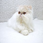 ขายแมวเปอร์เซีย สีแวนขาวครีม เพศเมีย 9 เดือน