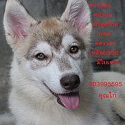 ขาย ไซบีเรียน ฮัสกี้,  กทม  มารับเองลดได้ครับ มีใบเพตดีกีรับลอง