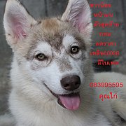 ขาย ไซบีเรียน ฮัสกี้,  กทม  มารับเองลดได้ครับ มีใบเพตดีกีรับลอง
