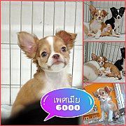 ชิวาวาสาวน้อยพร้อมย้ายบ้าน