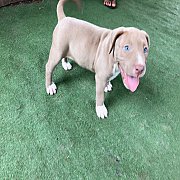 พิทบูล เพศเมีย พร้อมย้ายบ้านคะ