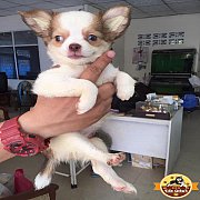 เด็กหญิงชิวาวา สีขาวน้ำตาลชอค ขนยาว 