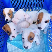 ++++ ขายแจ็ครัสเซล แท้ พร้อมย้ายบ้าน ++ โทร 0901152280 LINEไอดี @xpq5399y