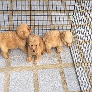 พุดเดิ้นแท้น่ารัก ทอย