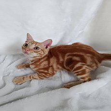 อเมริกันช็อตแฮร์แท้ สีส้ม เพศผู้