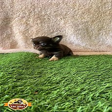 เด็กหญิงชิวาวา สีชอคแทน ขนยาว พร้อมย้ายบ้านแล้วค่า