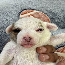 ขาย jackrusssell