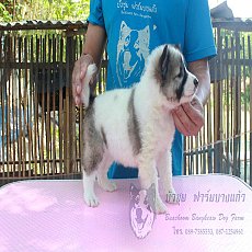 ขายลูกบางแก้วเพศเมีย รหัส TD02 สีขาว-เทา พันธุ์แท้+วัคซีน+ใบเพ็ดสมาคมพัฒฯ มีบริก...