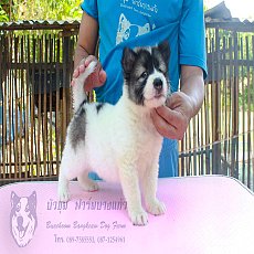 ขายลูกบางแก้วเพศเมีย รหัส TD03 สีขาว-เทา พันธุ์แท้+วัคซีน+ใบเพ็ดสมาคมพัฒฯ มีบริก...