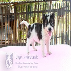 ขายลูกบางแก้วเพศผู้ รหัส TD05 สีขาว-เทา พันธุ์แท้+วัคซีน+ใบเพ็ดสมาคมพัฒฯ มีบริกา...