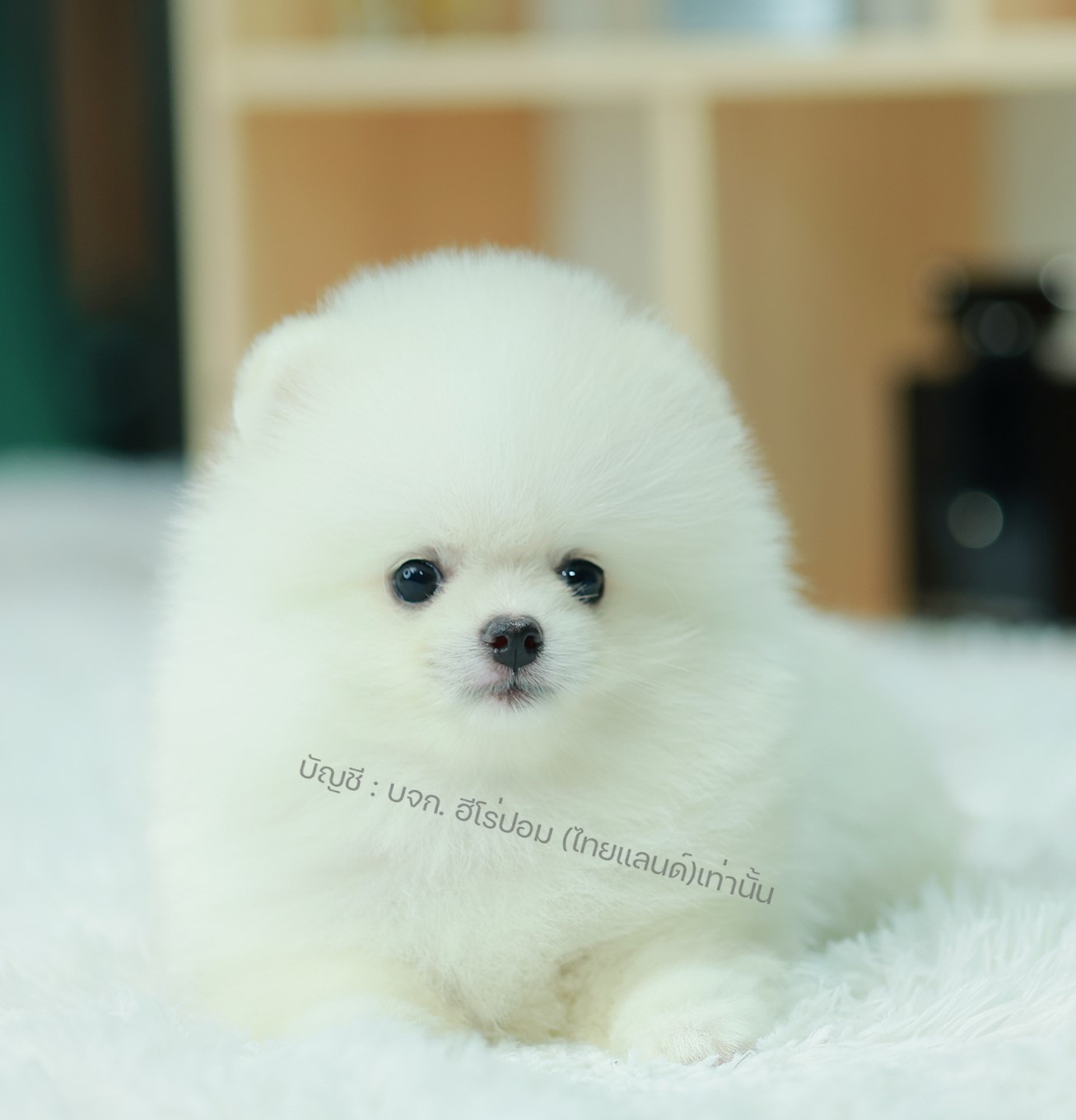 ปอมหน้าหมี ปอมแท้ ปอมเมอเรเนียน HRM-68597 เพศชาย สีขาว อายุ 2 เดือน หน้าตาน่ารัก...