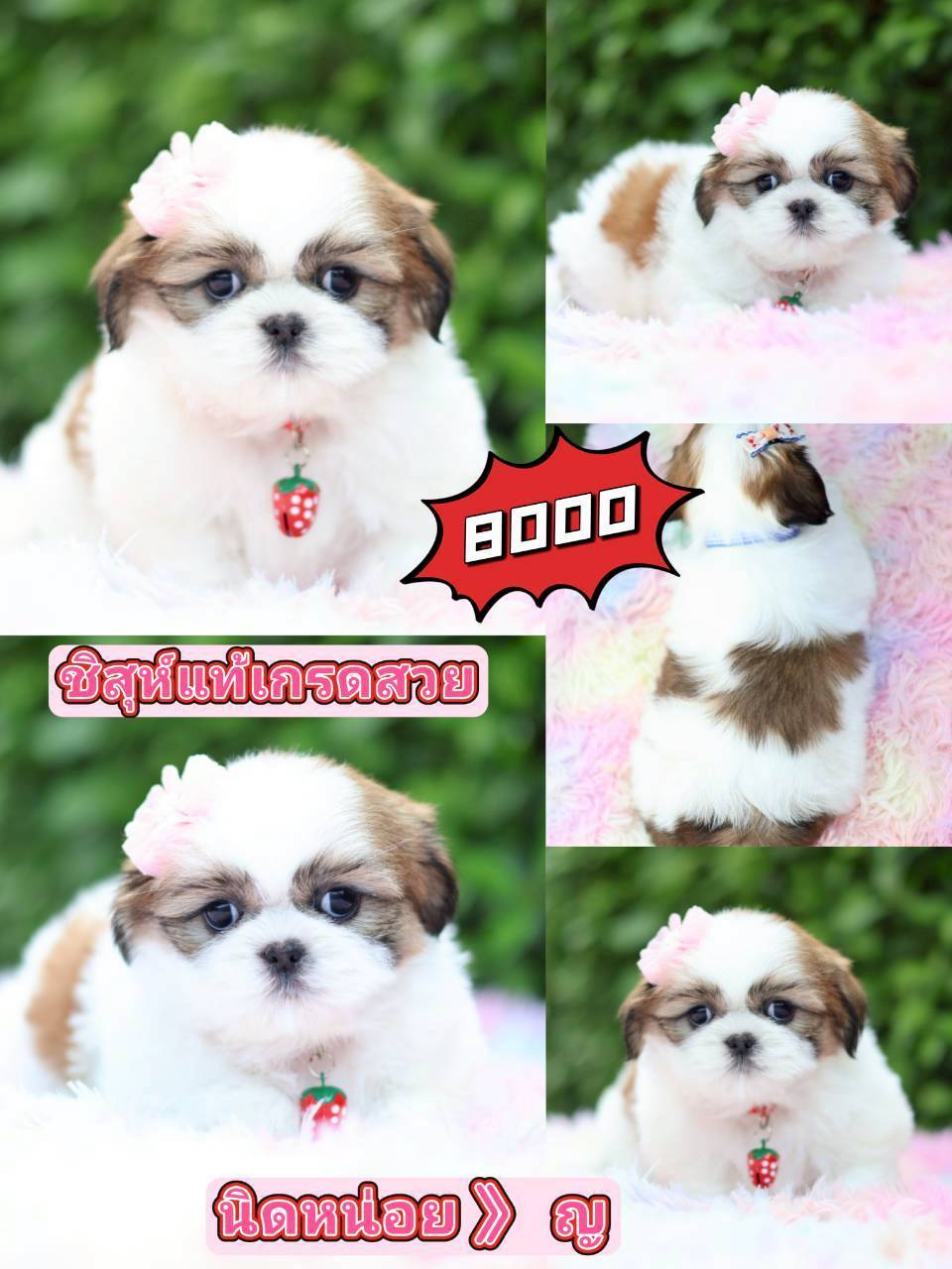 Kibzaa Shihtzu