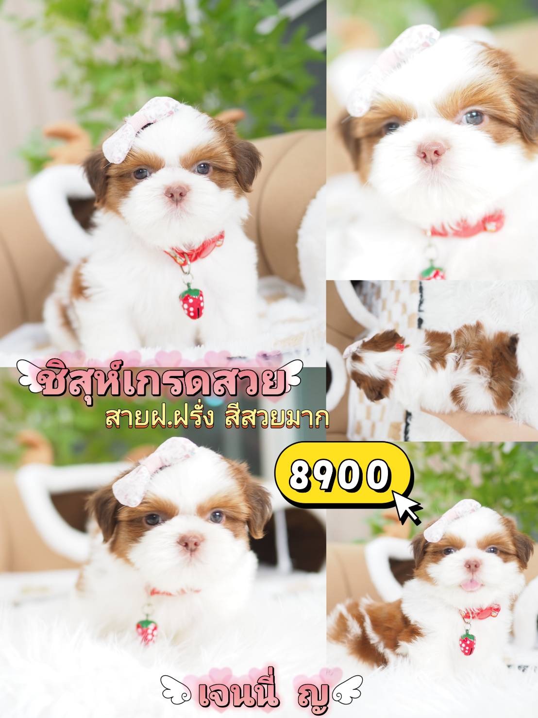 ชิสุห์แท้