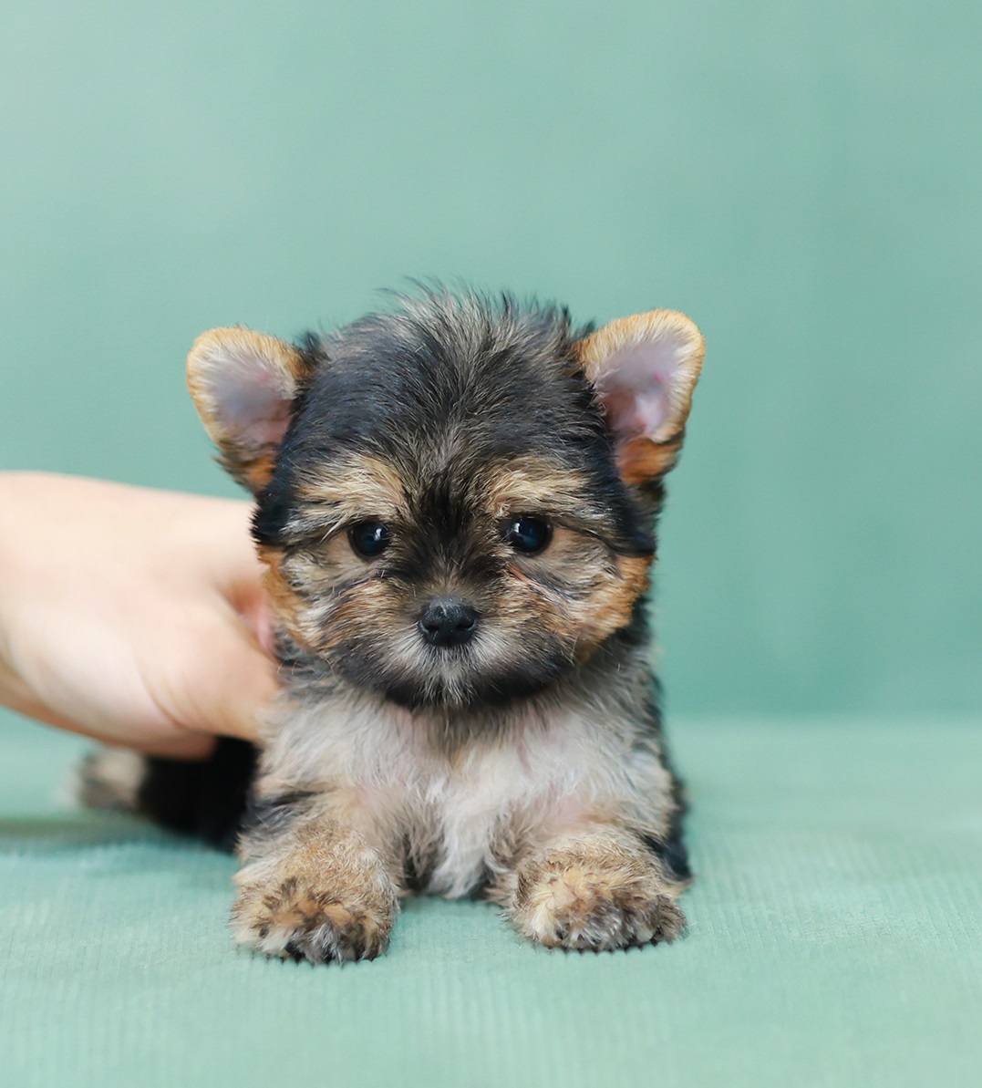 ยอร์คเชียร์ เทอร์เรีย HYM-26233 เพศชาย สีแบล็คแทน อายุ 2 เดือน ตัวเล็ก ขาสั้น หน...