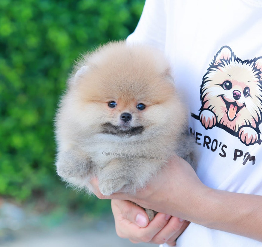 ปอมแท้ ปอมหน้าสั้น HRF-10580 เพศหญิง สีส้ม หนุ่มฮอต หน้าตาน่ารัก น่าเอ็นดูมาก ๆ...