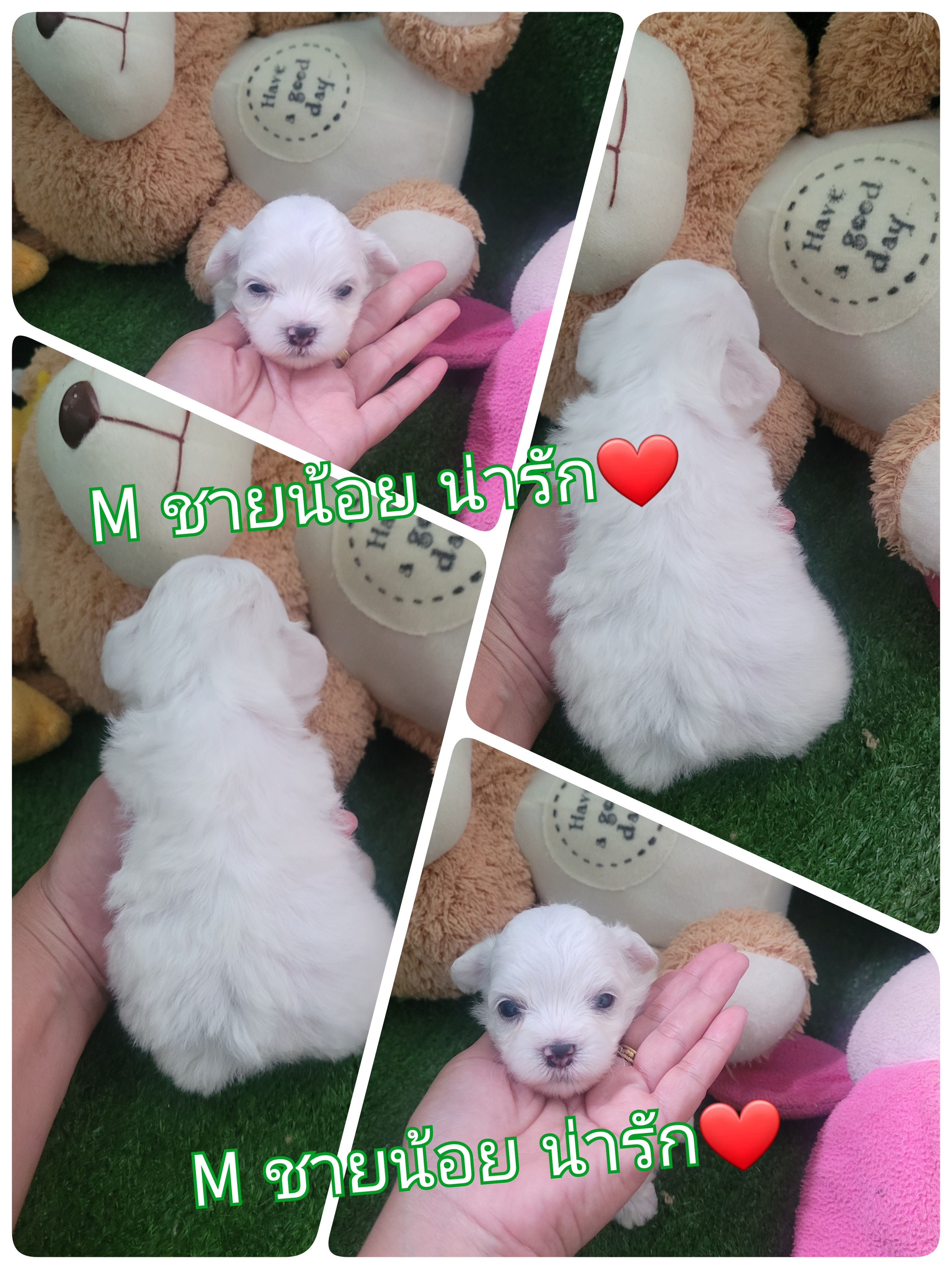 Poodle toy และไทนี่ สวยๆ