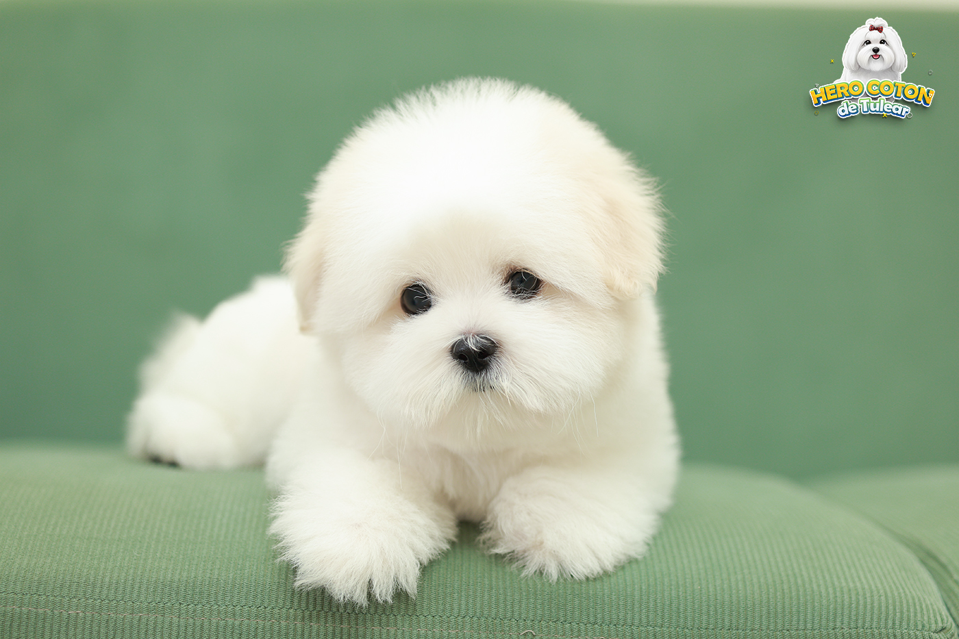 สุนัขนำเข้าเกาหลี  import Korea โคตอนเกาหลีแท้ ฟาร์มหมาเกาหลี รหัสสุนัข CT-04421...