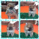 ปอมหน้าหมี พร้อมย้ายบ้าน 6,000บาท