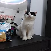 ขายเท 6,000เท่านั้น หนุ่มน้อยสก๊อตหูพับดีด