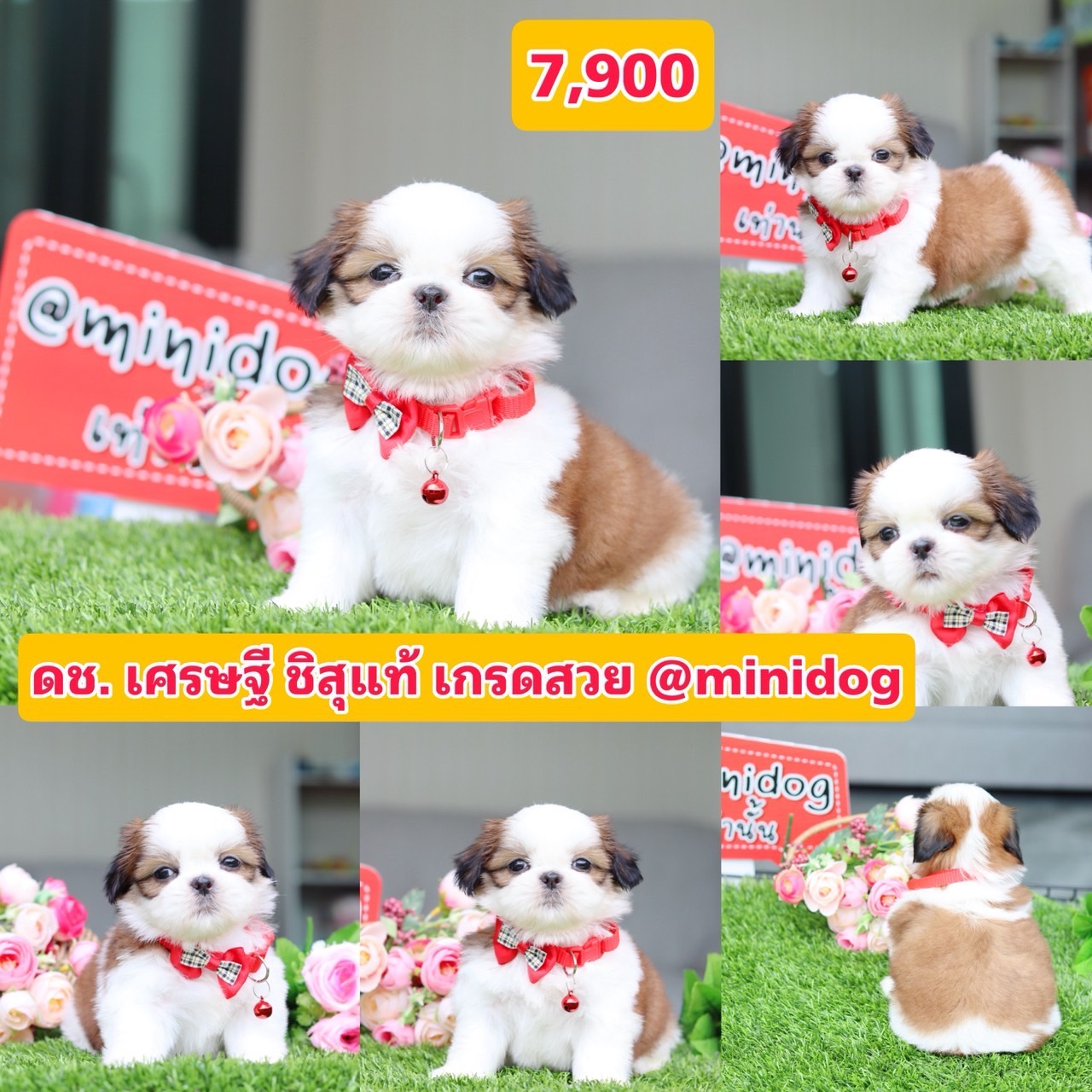 ชิสุแท้เกรดสวย