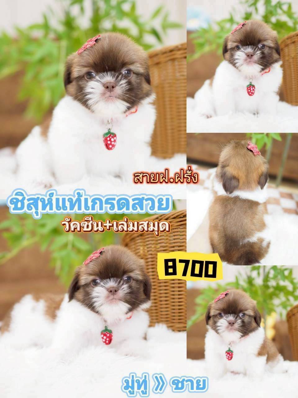 Shihtzu
