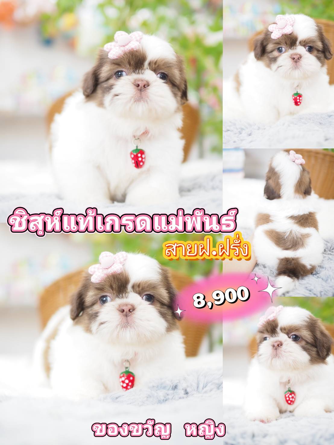 ชิสุแท้