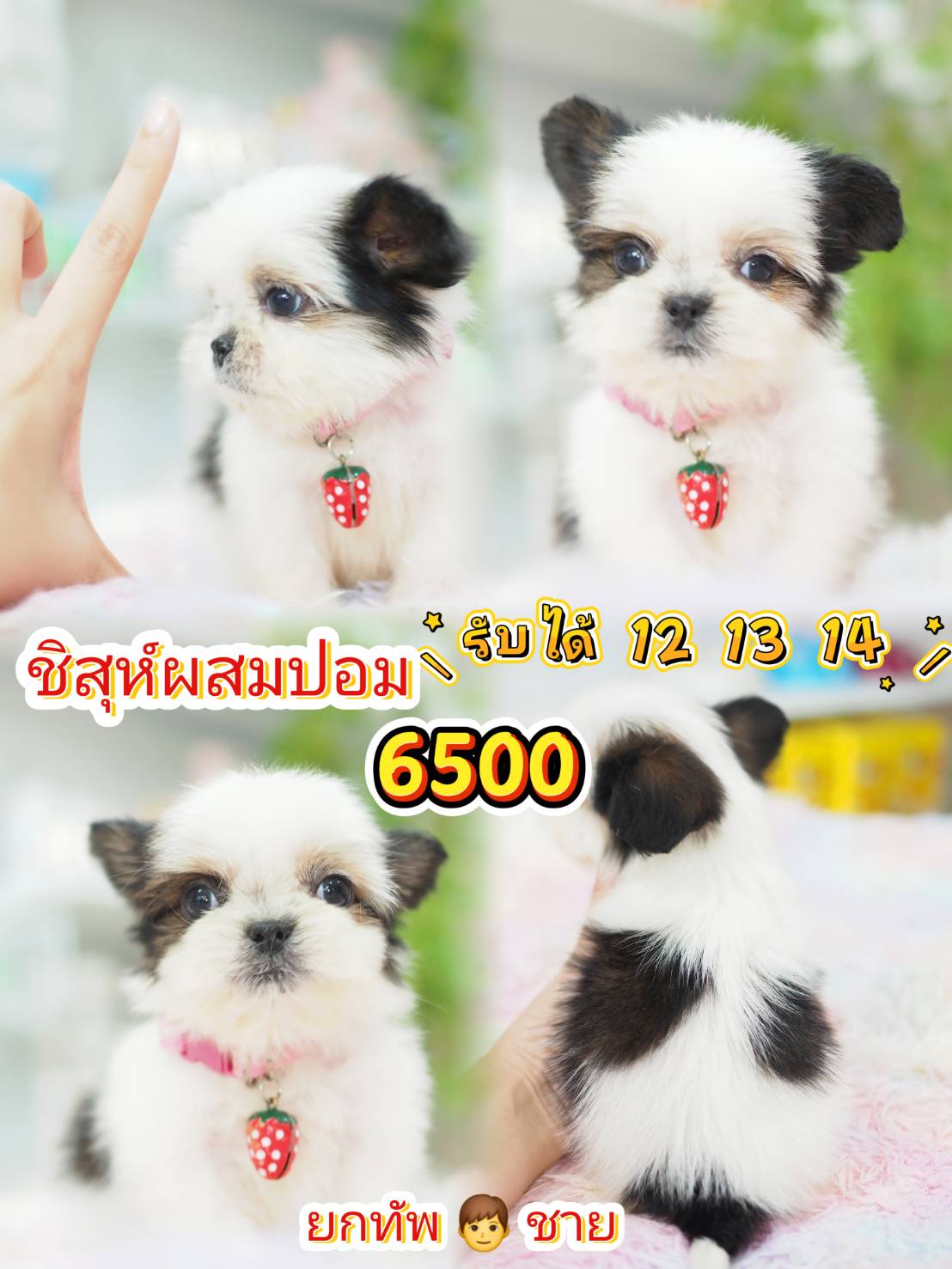 กิ๊ฟซ่าชิสุ