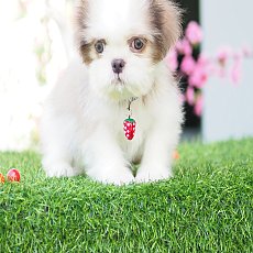 🏡kibzaa❌️ไม่มีสาขา❌️  ชิสุปอม น่ารัก อัพเดท 21/11