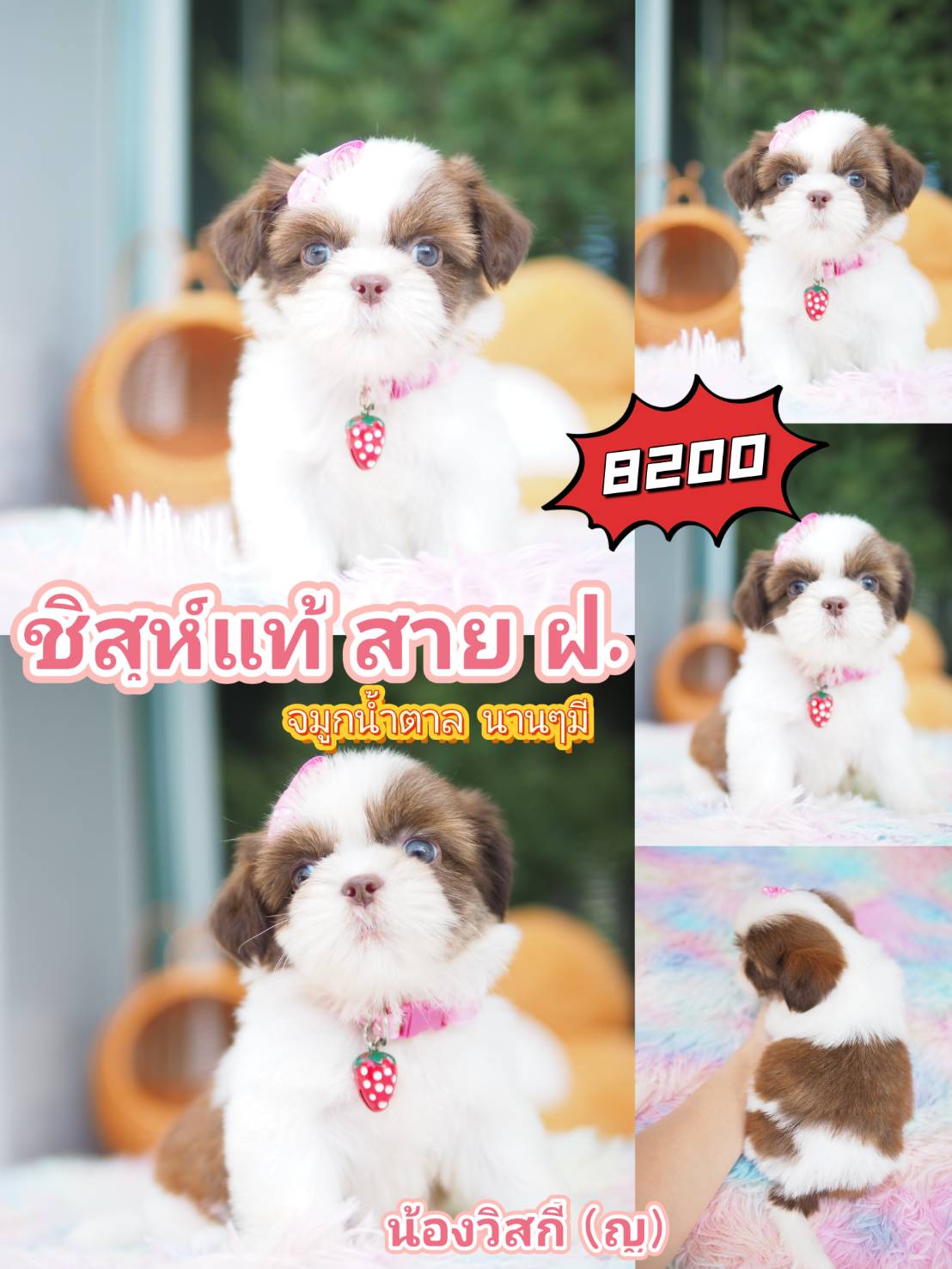 กิํฟซ่า มาแล้ว