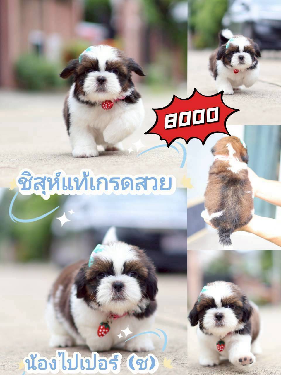 กิ๊ฟซ่า มาแล้ว