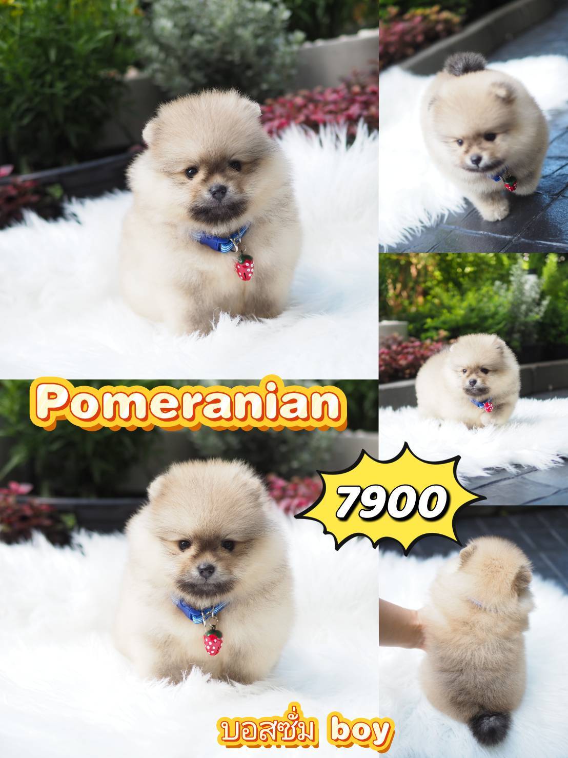 POM