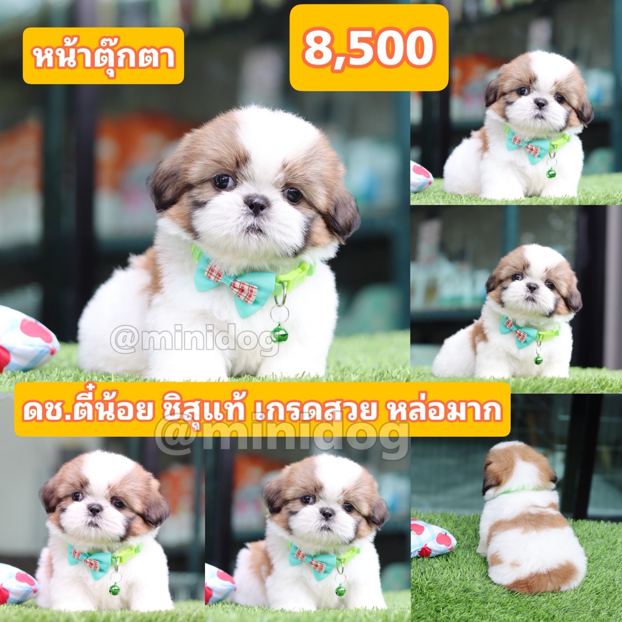 ชิสุแท้เกรดสวย