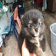 ปอมเมอเรเนียน ผู้ สีแบลคแทน 5800