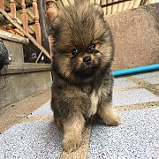 สุนัขเมอเรเนียนแท้