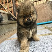 ปอมแท้ หน้าหมี