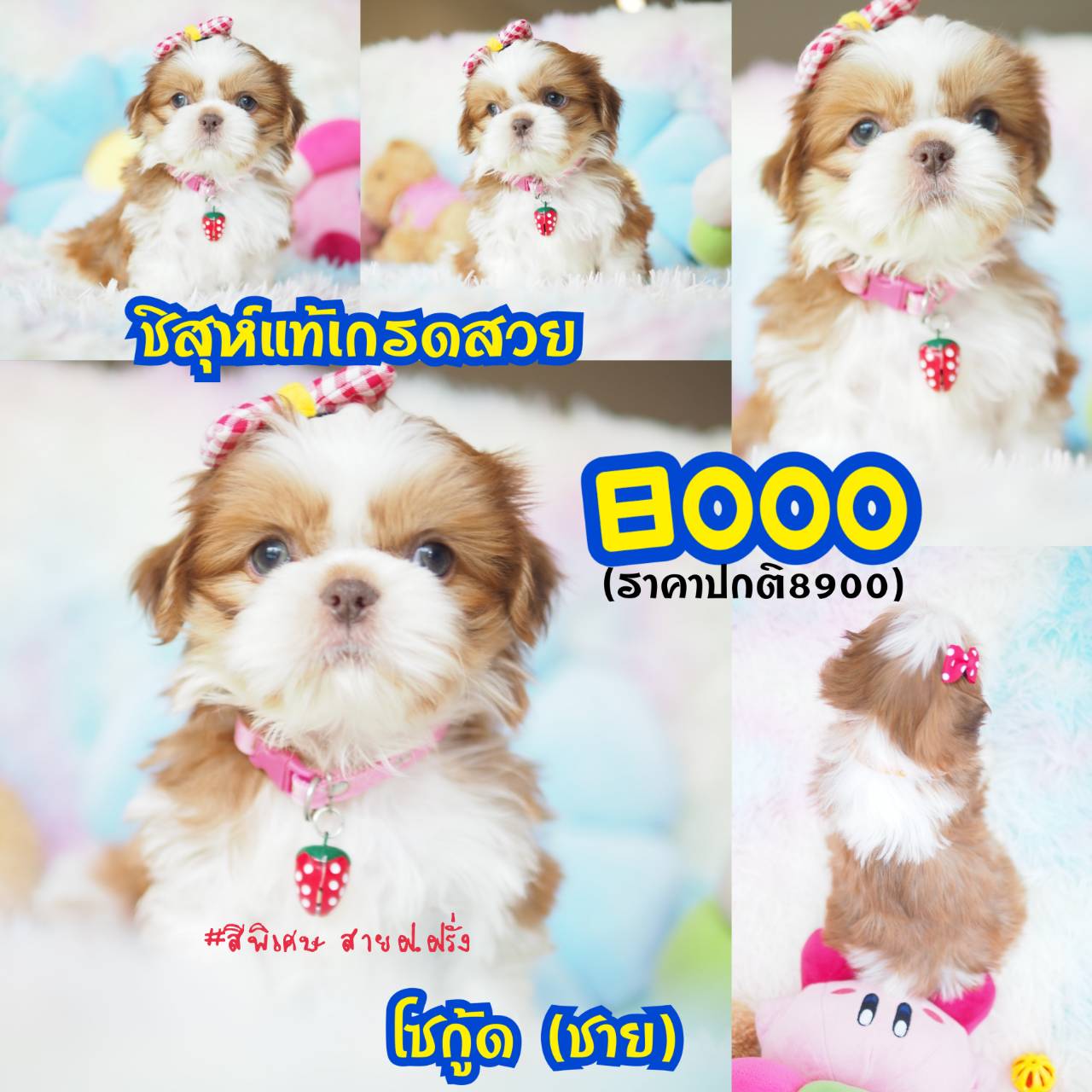 ❣️บ้านกิ๊ฟซ่า