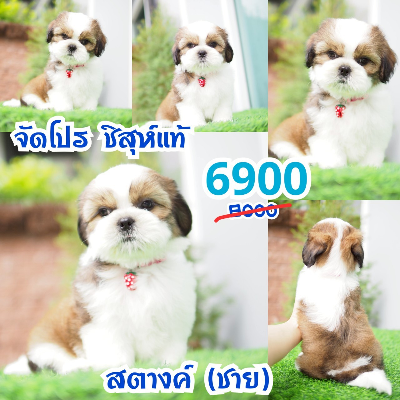 ชิสุห์แท้ กิ๊ฟซ่า