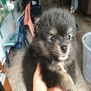 ปอมสีอบลคแทนตัวผู้2ตัว  น่ารัก