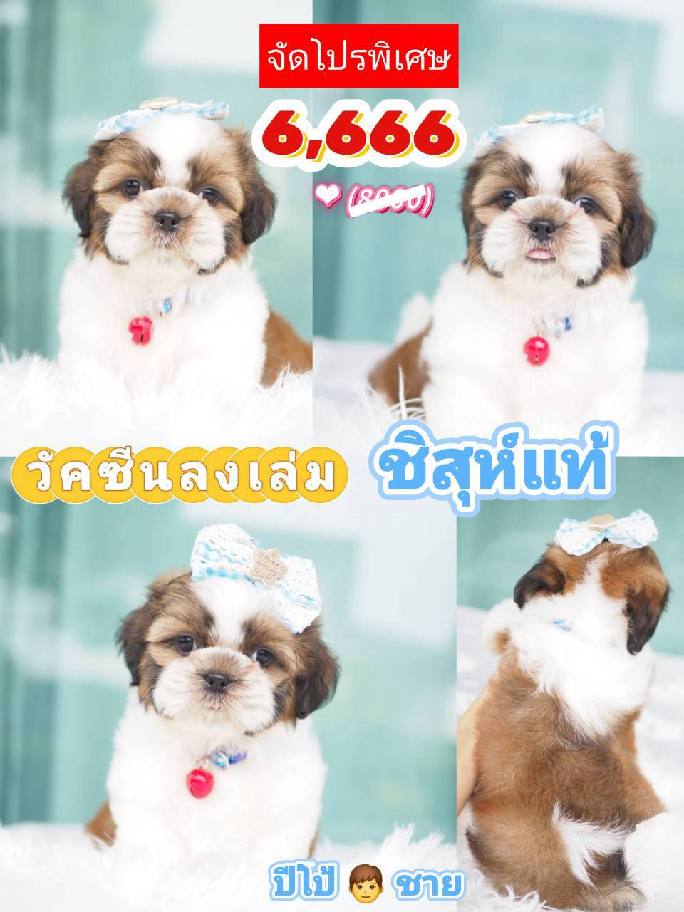 กิ๊ฟซ่า ❤️ วัคซีน แท้ 6666