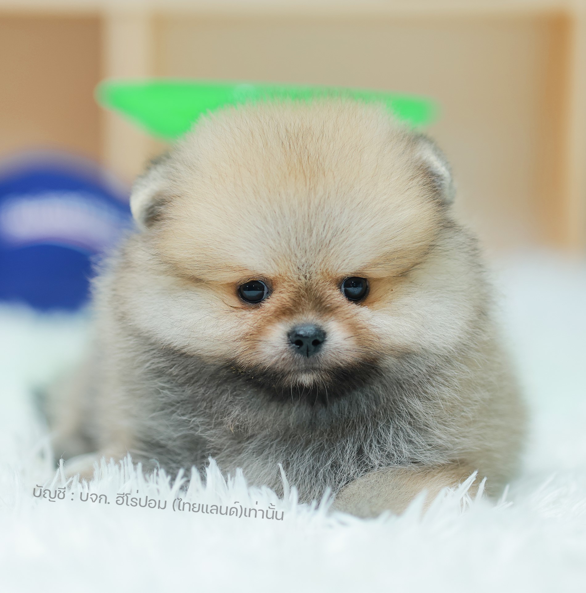 ปอมแท้ ปอมเมอเรเนียน HRM-68135 เพศชาย สีส้ม อายุ 2 เดือน หน้าตาน่ารัก ขาสั้น ขนแ...