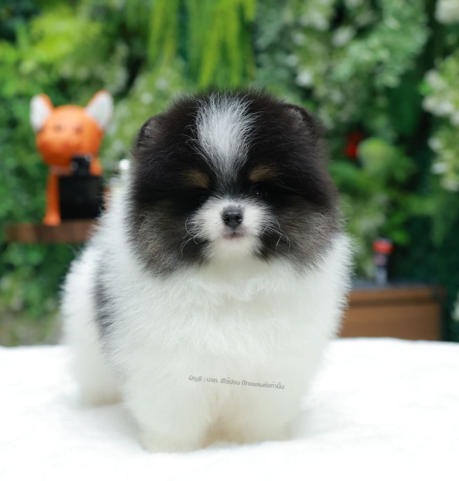 ปอมแท้ ปอมหน้าหมี HRF-10838 เพศหญิง สีไตรคัดเลอร์ ตัวจิ๋วตัวเล็ก แก้มอ้วน น่าฟัด...