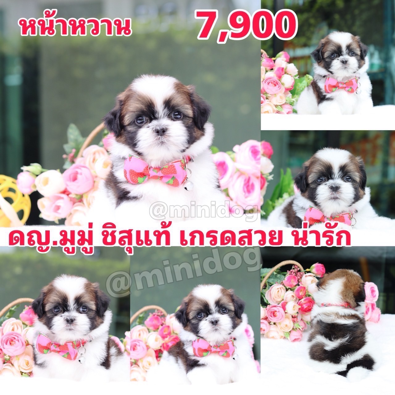 ชิสุแท้เกคดสวย