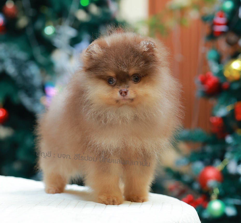 ปอมแท้ ปอมหน้าหมี HRM-89135 เพศชาย สีช็อคแทน ตัวจิ๋วตัวเล็ก แก้มอ้วน น่าฟัดมาก ๆ...