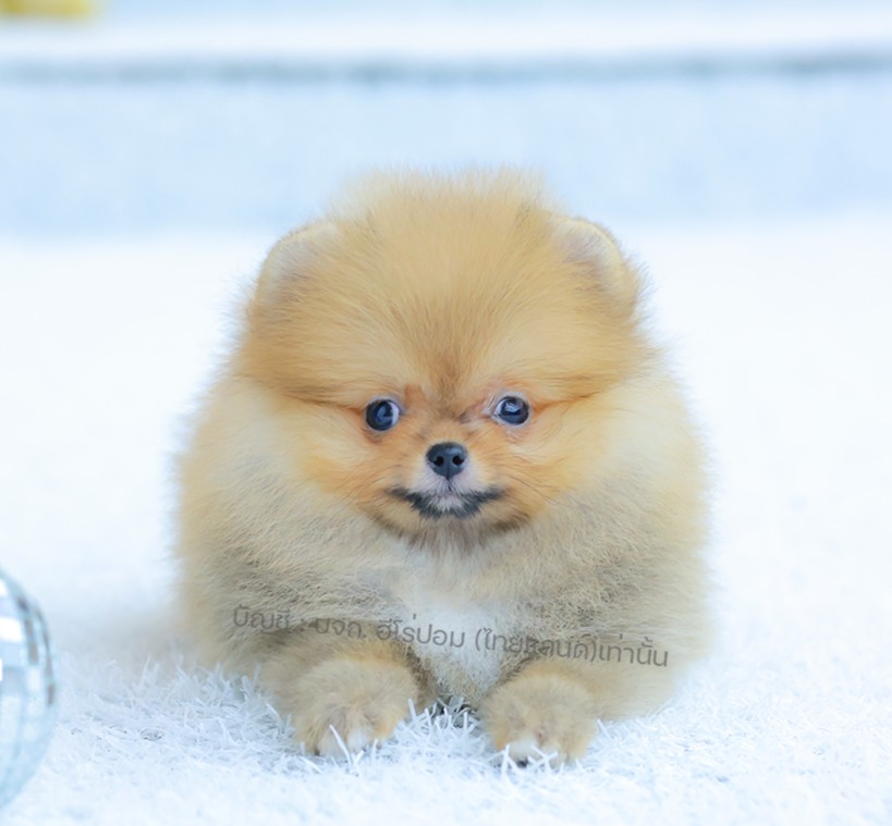 ปอมแท้ ปอมหน้าหมี HRF-10590 เพศหญิง สีส้ม ตัวจิ๋วตัวเล็ก แก้มอ้วน น่าฟัดมาก ๆ ตอ...