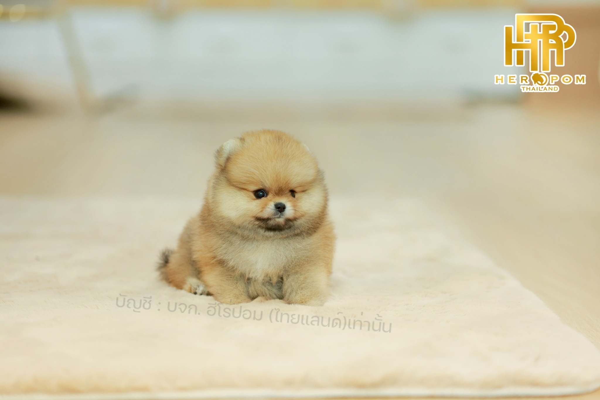 ปอมแท้ ปอมหน้าสั้น HRF-10065 เพศหญิง สีส้ม อายุ 2 เดือน น่ารักมาก ๆ ถ่ายรูปแล้วข...