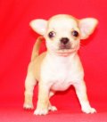 Chihuahua ขนสั้น เพศเมีย สีน้ำตาลอ่อน ราคาเบาๆ สนใจต่อรอง