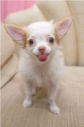 น้องชิวาวา ขนยาว เพศเมีย ไซด์เล็ก 3เดือน 6500