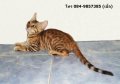 ((((( *** ขายแมว เบงกอล พันธุ์แท้ เพศเมีย ( Bengal Cat ,Spotted/Rosetted ,female...