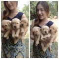 ขายลูกหมาโกลเด้นแท้ 100%